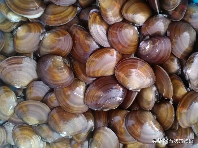 六耳赤嘴鱼胶有收藏价值吗 2026年六耳赤嘴鱼胶的功效和作用