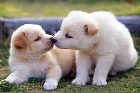 like a dog, like a god 到底什么意思？像狗又像上帝吗？图片