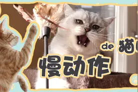萌宠三分钟 动作灵敏的猫咪，在慢动作下竟然这么多戏？视频封面