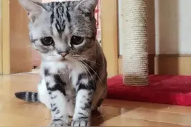 猫咪挨训后出现3种行为，说明在向铲屎官道歉，网友：瞬间原谅了图片