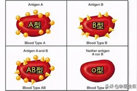 A型、B型、AB型、O型血，不同血型各有啥特点？哪种不易生病？图片