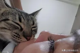 我家猫有这癖好，也是无敌了图片
