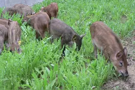 野猪经过庄稼地，损失惨重，农民不能捕杀，却无计可施，咋办？图片