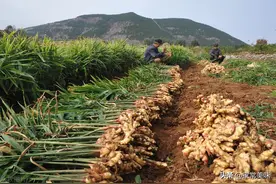 全国哪里的生姜最好吃？经过评比，这6个地方最出名，有你家乡吗图片