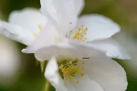 京城花开·海棠依旧 #唤醒好春光#图片