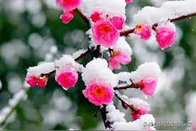 红梅与腊梅，你真能分得清楚吗？图片