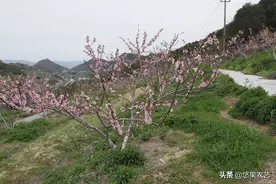 漫谈夏剪：桃的树形选择与三主枝自然开心形的第一年夏剪要点图片