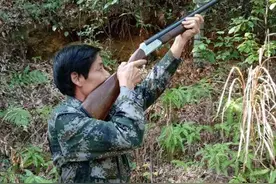 江西民间组织连续15年捕杀野猪，每年至少杀300头，为何不犯法？图片