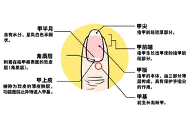 指甲上没月牙，是不是身体差？透过指甲看健康，简单自测一下图片