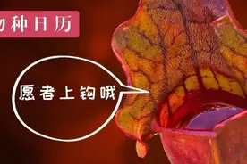 什么！瓶子草捕虫的成功率竟然只有1%？图片