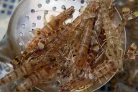 吃了30年的虾肉，终于知道基围虾和明虾的区别了，以后不会买错了图片