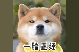 “yellow是黄色，dog是狗，“a yellow dog千万别翻译成黄色狗图片