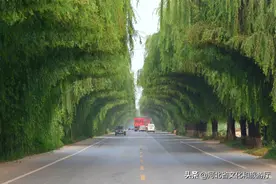河北雄安新区雄县：快来打卡这条最美国道！图片