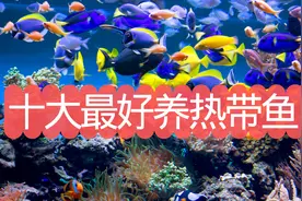 十大好养的热带鱼，看看你养过几种？图片