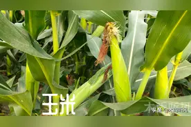 玉米打完控旺剂，生长停滞怎么办，怎样快速恢复生长图片