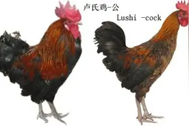 土鸡最全的品种都在这了，拿走不谢图片