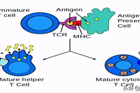 CD4水平正常就可以认为免疫系统没有问题了么？图片