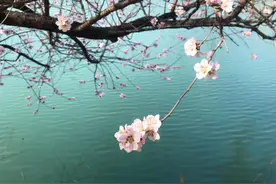 《万紫千红总是春》与后奇和诗《十里春风不如你》图片