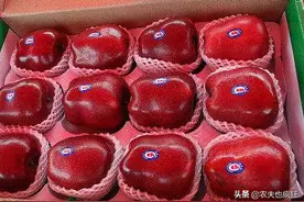 我国特有水果，和美国蛇果齐名，近年却被遗忘，去年低价卖不动图片