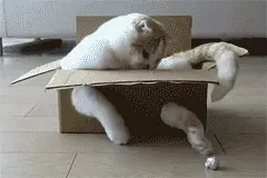 挑食、狂奔、偷窥主人，猫咪的这些奇葩行为竟都是智商高的表现？图片