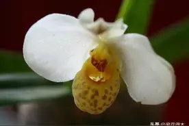 国家Ⅰ级濒危珍稀物种｜白花兜兰的鉴赏与保护现状图片