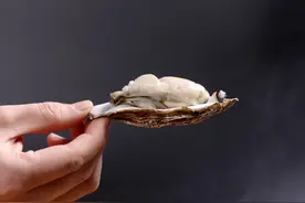 明明长得一模一样，为何一个叫生蚝，一个叫牡蛎？原来区别在这儿图片