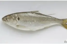 在海边很便宜的海鲫鱼（斑鰶），在日本却卖到几千块钱一斤图片