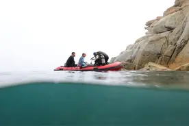 青岛海域有一支“海底小纵队”图片