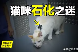 为什么抓住后脖颈，猫咪就会立刻石化？这个秘密你身上也有图片