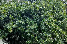 花语花愿 | 荆州技师学院校园植物：含笑图片