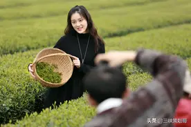 湖北宜昌，2021清明小长假，摄影学习和采茶两不误图片