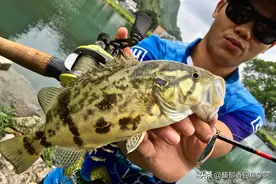 鳜鱼最喜欢吃哪种味型的食物？鳜鱼的摄食习性和垂钓方法图片