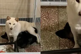 家里没有买新的坐垫，但柴犬却拥有一个新垫子，认真看居然有耳朵图片