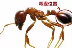 这种虫又来了，男子被咬后呼吸困难！深圳珠海…都有，严重可致命图片