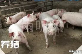 什么能替代猪饲料，让猪吃得饱，又长得好，还能节省成本？图片
