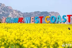 满眼嫩黄真养眼！青岛这片油菜花海迎来盛花期图片