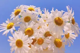 小雨原声 | 英语童诗精读3：Daisies图片