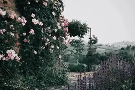 真正属于你的爱情，不会叫你痛苦，爱你的人，不会叫你患得患失图片