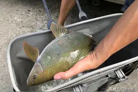 这种鲮鱼没多少人听过，肉质比土鲮鲜美，大多数人都不知道怎么钓图片