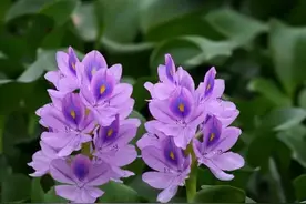美丽的凤眼莲花图片