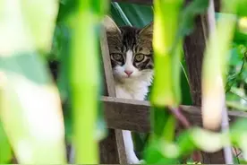 遇见小猫猫(上)图片