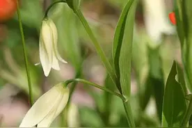 百合植株摘除花蕾的作用？该怎么摘除？图片