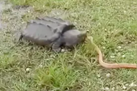 乌龟VS毒蛇，上一秒它还威风凛凛，乌龟的一嘴下去让它绝望！视频封面