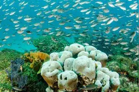 南海3000亿填海工程被叫停，女博士一妙计变废为宝，省下大笔钱图片