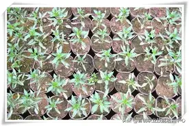 【作物病害】奇形怪状、变异畸形辣椒高清图谱大全！图片