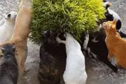 搞笑动图：有句话说的好啊，不怕沙雕多，就怕沙雕住一窝啊图片