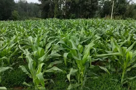 奶油风味生熟两吃：记住9个要点，保证"蔬菜玉米"高产高效图片