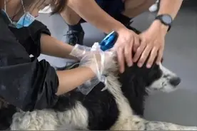 14岁狗狗去宠物店洗澡，得知狗狗的身份后，店员们对汪表示敬意图片