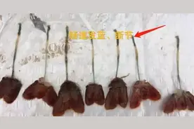 小龙虾五月瘟来袭！预防病害找上门的第一步：提升小龙虾体质！图片
