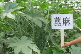 什么？农村随处可见的蓖麻，竟然是生化武器，有人玩过，甚至吃过图片